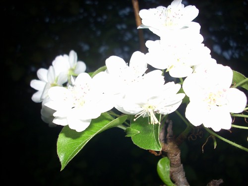 ESTIMO, ECONOMIA   AZIENDALE e POLITICA; 