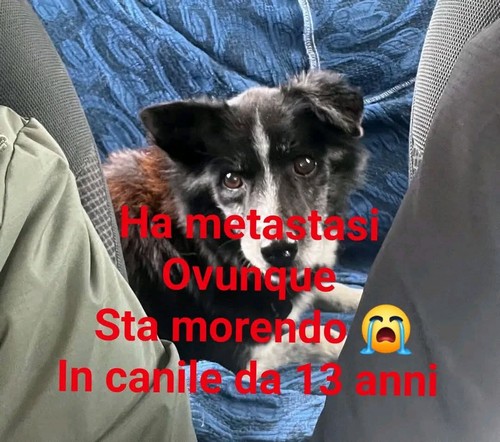 ADOZIONE DEL CUORE:  OLDEN, 10 KG, 13 ANNI  