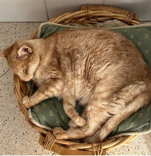 Micio 16 anni cerca casa