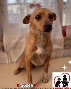  QUEEN E' TROPPO PICCOLA, HA  10  MESI in canile